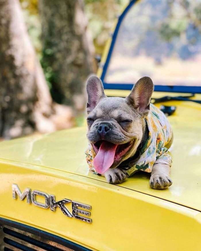 Moke America moment 4